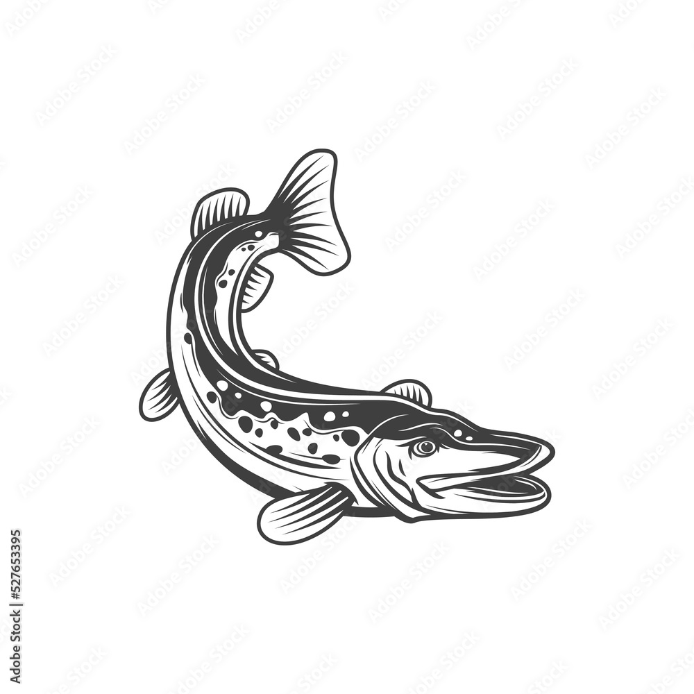 Fototapeta premium Pike fish, fishing and food vector icon, freshwater fishes. Pike or pickerel from river or lake as cuisine cooking food or restaurant menu, fishery market fish catch in flat line