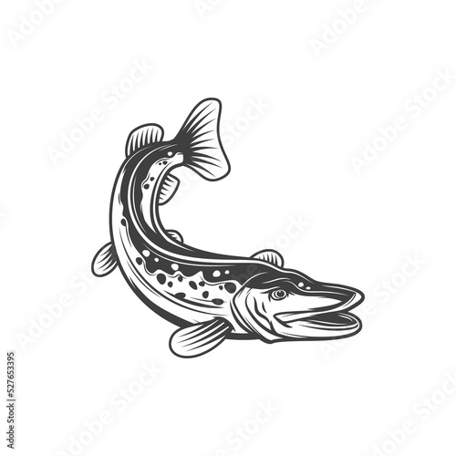 Pike fish, fishing and food vector icon, freshwater fishes. Pike or pickerel from river or lake as cuisine cooking food or restaurant menu, fishery market fish catch in flat line