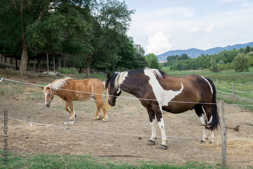 Fototapeta premium brown horse with white spots next to a small pony.