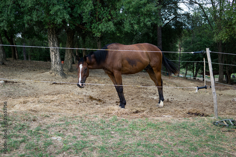Naklejka premium brown horse with white spots next to a small pony.
