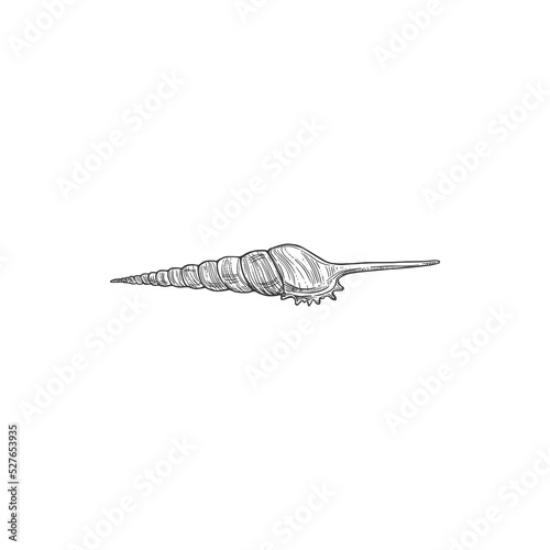 Sketch seashell, vector coastal spiral conch, engraved marine seashell, clam or underwater hand drawn mollusk, water shellfish conch isolated on white background
