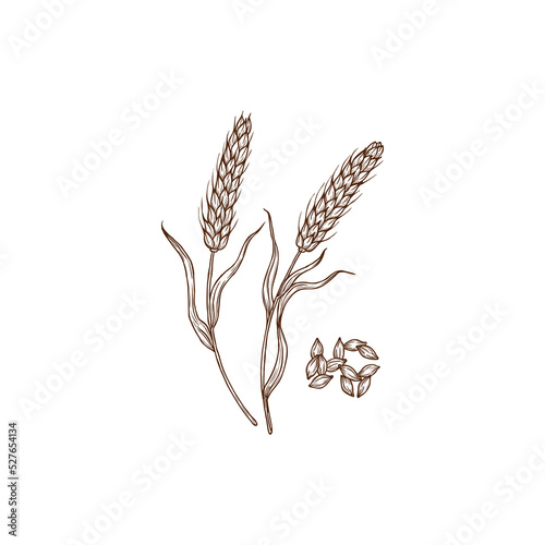 Barley Hordeum vulgare cereal grain plant and spikes isolated monochrome icon. Vector superfood gluten free spikes, porridge ingredient. Wheat field plant, organic healthy food cultivation agriculture