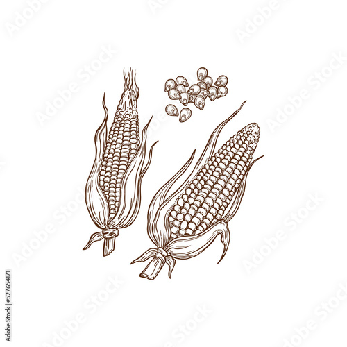 Corn kernels isolated monochrome corncob icon. Vector ripe corn-cob, nutritious snack, popcorn snack ingredient. Maize cob with leaves, raw sweetcorn. Vegetarian food, farming and agriculture product