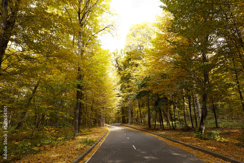 Winding road passing through the autumn forest. Empty forest road, littered with autumn leaves. Winding road passing through the autumn forest. Empty forest road, littered with autumn leaves.