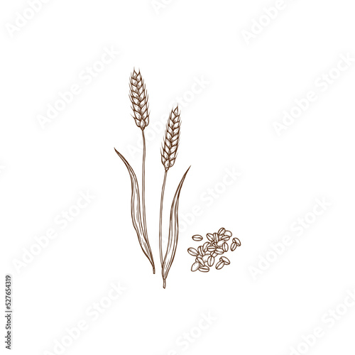 Wheat or rye spikes, spelta dinkel or hulled wheat plant and grains grains isolated monochrome icon. Vector agriculture and cultivation, organic farming crop. Creal rye spikes, flour ingredient