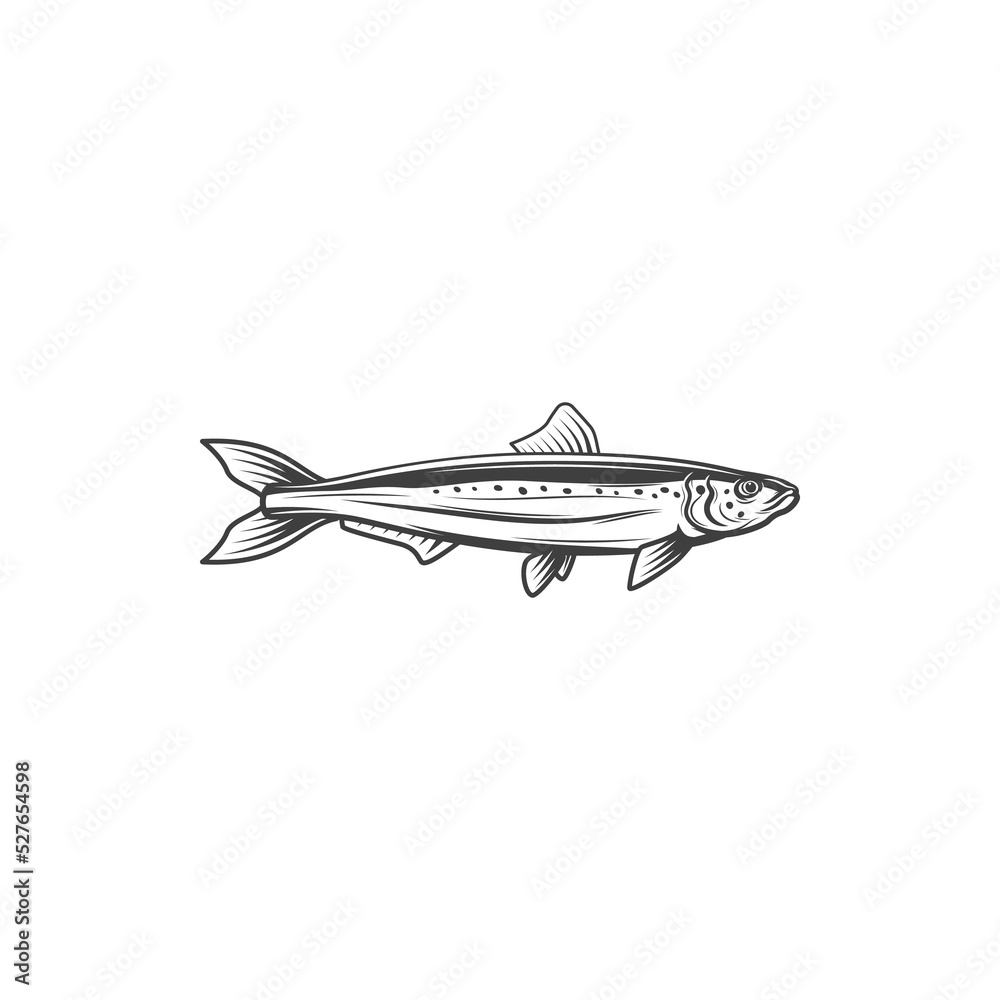 Pelagic fish, isolated mackerel monochrome icon. Vector Scombrida Short indian mackerel, fishing sport trophy, short mackerel, underwater animal seafood food. Atlantic chub Wahoo scombrid fish