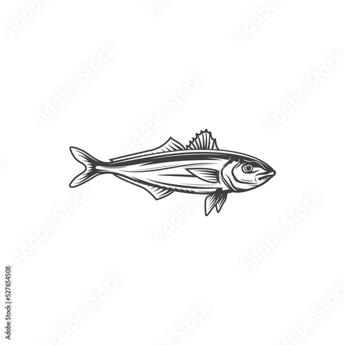 Sea brass isolated fish monochrome icon. Vector serranus cabrilla marine underwater aquatic underwater animal. Fish of family Serranida, barred sand bass, potato cod, redbanded perch marine seafood