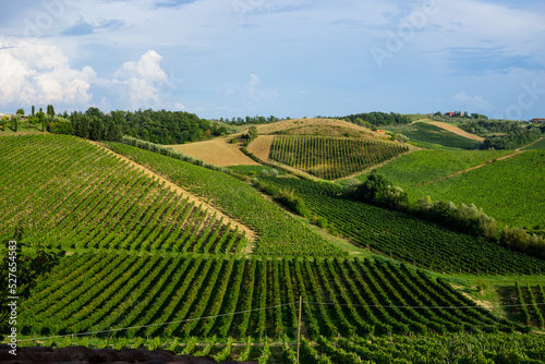 beautiful scenery of Tuscan vineyards with cypress trees