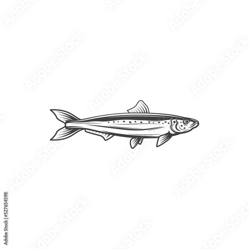 Pelagic fish, isolated mackerel monochrome icon. Vector Scombrida Short indian mackerel, fishing sport trophy, short mackerel, underwater animal seafood food. Atlantic chub Wahoo scombrid fish