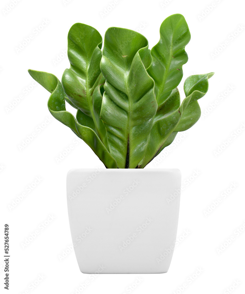 Ornamental plant on pot isolated on white. PNG format. - obrazy, fototapety, plakaty 