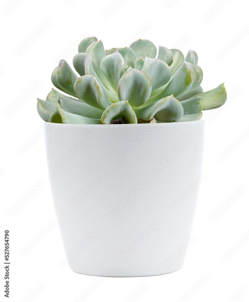 Succulent plant. PNG format. Succulent plant. PNG format.