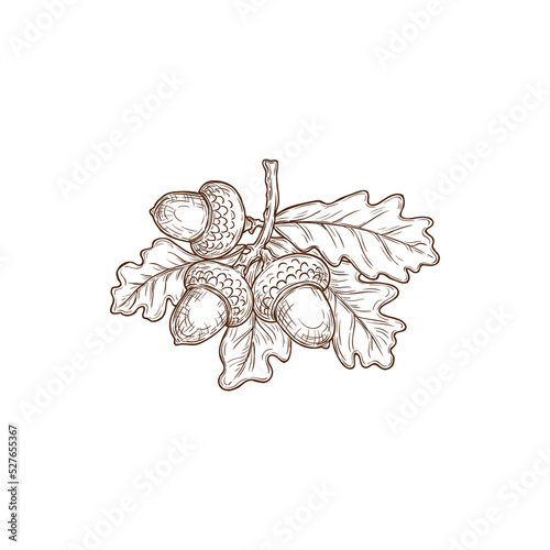 Sketch autumn oak leaves and acorn, vector engraved fallen foliage. Dry tree leaf of brown color, hand drawn design element, isolated natural object on white background