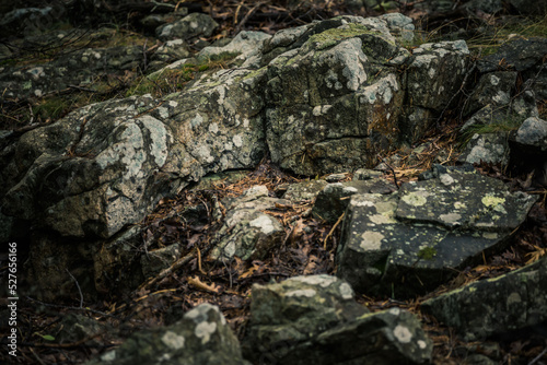 lichen on stone