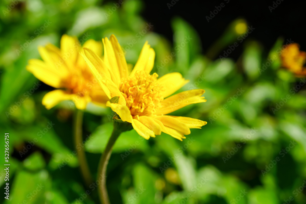 yellow flowers in the garden for the background Close-up shot of flowers in the front garden in bloom Photos to use as background images Blurred bokeh green background. yellow flowers in the garden for the background Close-up shot of flowers in the front garden in bloom Photos to use as background images Blurred bokeh green background.