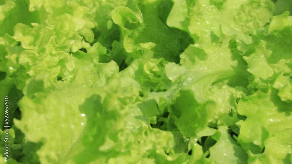 Lettuce leaves are under the rain. Closeup. The drops of rain is falling and the sun is shining at the same time. Light green colors, organic farming. Fresh garden salad. Lettuce leaves are under the rain. Closeup. The drops of rain is falling and the sun is shining at the same time. Light green colors, organic farming. Fresh garden salad.