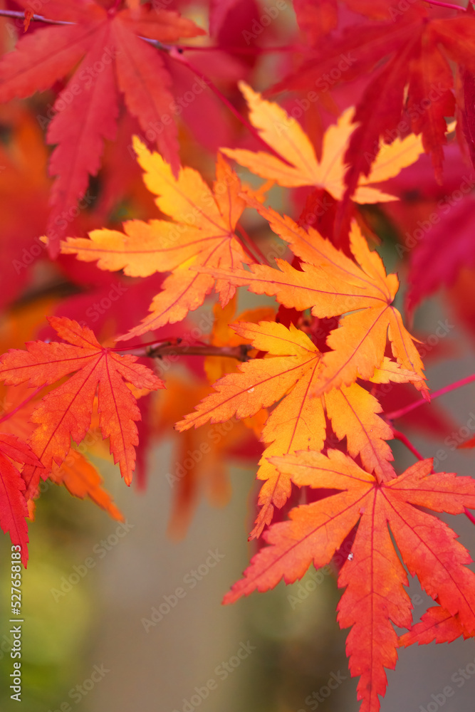 Beautiful red, yellow and orange autumn leaves Beautiful red, yellow and orange autumn leaves