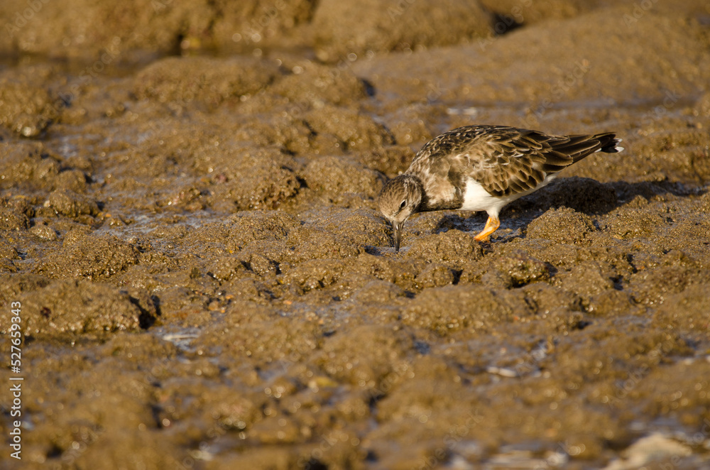 Ruddy turnstone Arenaria interpres searching for food. Arinaga Beach. Aguimes. Gran Canaria. Canary Islands. Spain.