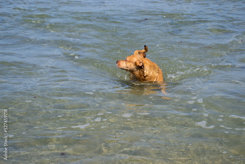 Pit bull shiba inu mix playing in the sand and swimming at dog beach