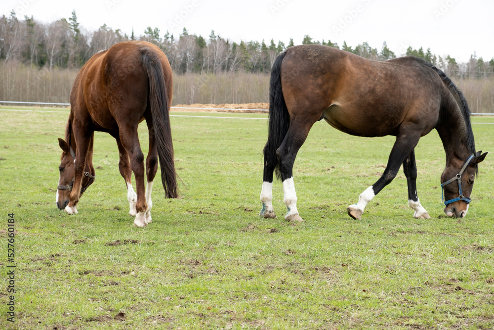 A big brown horse grazes in a meadow and grazes the grass. A big brown horse grazes in a meadow and grazes the grass.