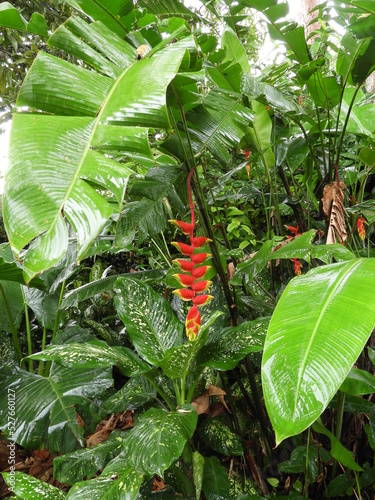 Exhuberante flora despues de la lluvia en el Parque Nacional Cahuita, Costa Rica photo