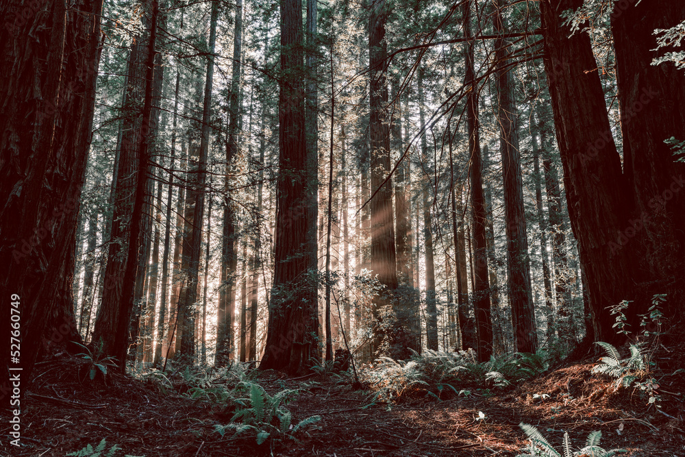 Fototapeta premium Redwood Grove