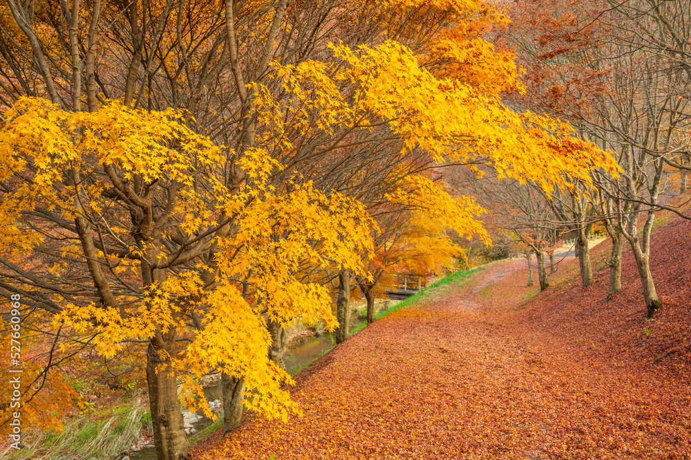 Fototapeta premium 樽尾沢キャンプ場の紅葉