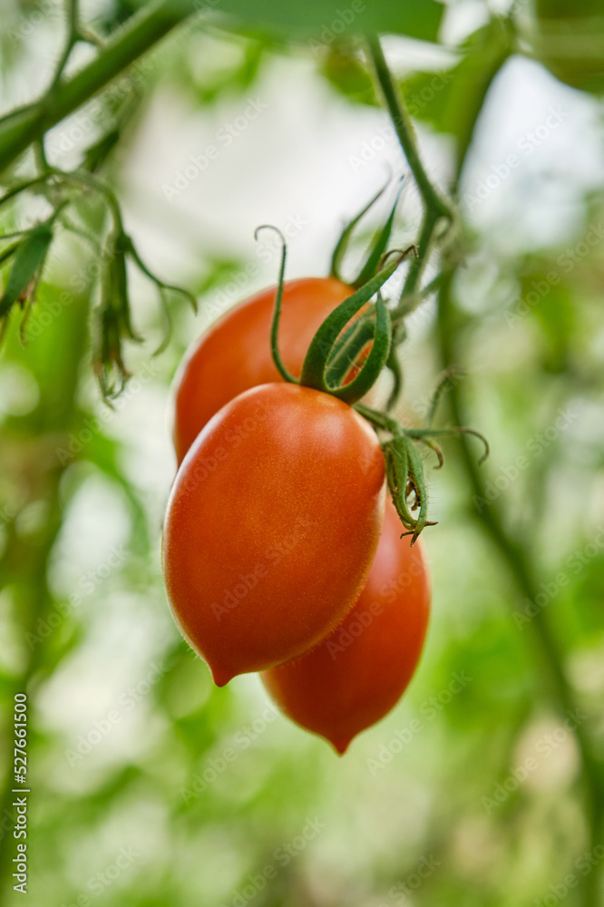 Young fresh tomatoes growing on the garden. The cultivation of tomatoes in greenhouses. Shallow depth of field