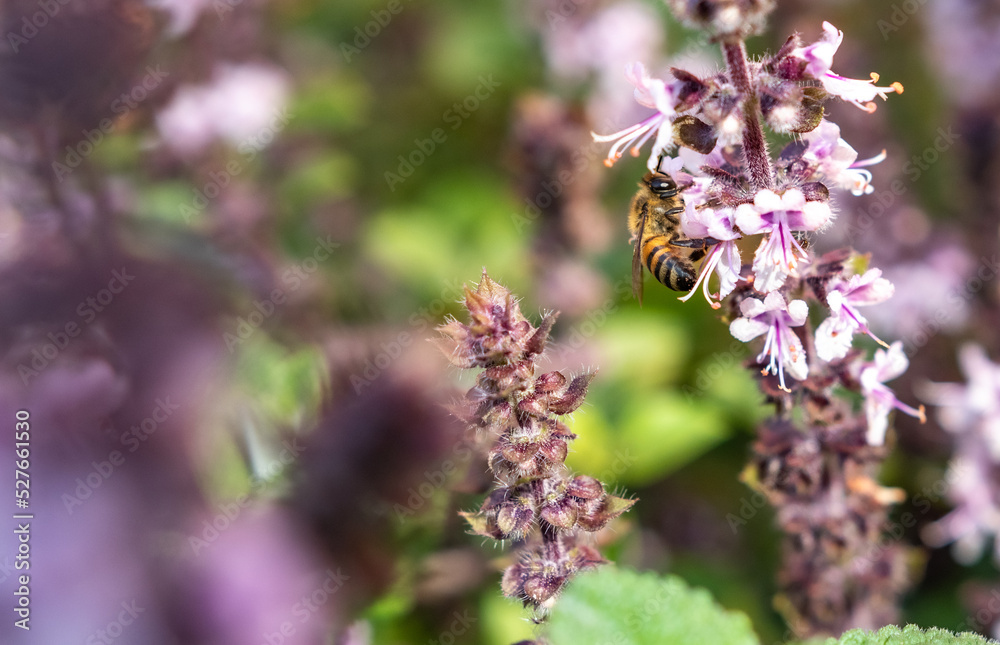 bees on lavender bees on lavender