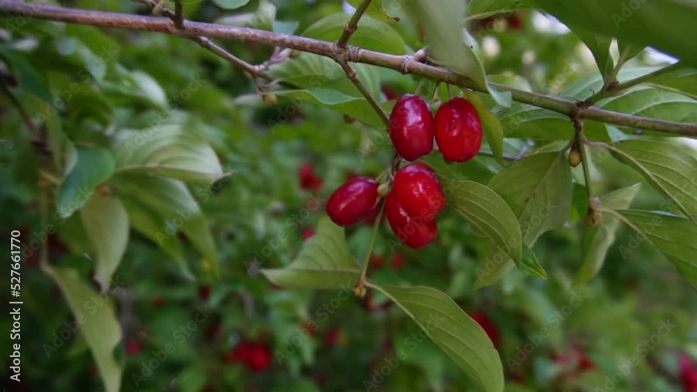 Slow motion of Cornus mas, the Cornelian cherry, European cornel or Cornelian cherry dogwood, which is a species of flowering plant in the dogwood family Cornaceae, native to Southern Europe and South Slow motion of Cornus mas, the Cornelian cherry, European cornel or Cornelian cherry dogwood, which is a species of flowering plant in the dogwood family Cornaceae, native to Southern Europe and South