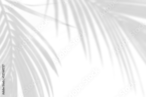Abstract gray shadow background of natural palm leaves falling on white concrete wall texture with cracked line for background and wallpaper, black and white monochrome tone.