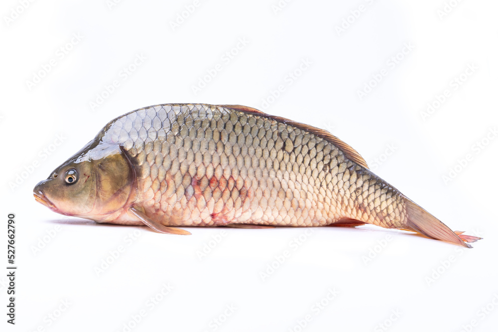 Freshly caught carp fish isolated on a white background.