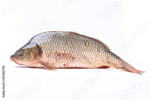Freshly caught carp fish isolated on a white background.