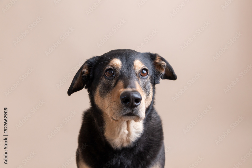 Rescue husky blend dog Charlie flaunts floppy ears and bright eyes for pet portraits on solid neutral background