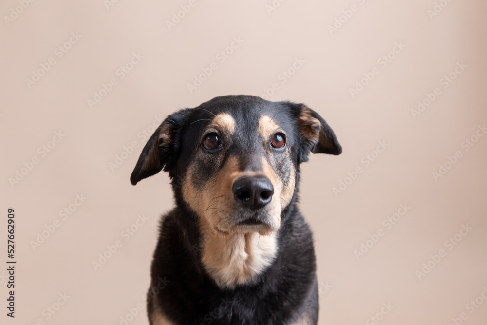 Rescue husky blend dog Charlie flaunts floppy ears and bright eyes for pet portraits on solid neutral background Rescue husky blend dog Charlie flaunts floppy ears and bright eyes for pet portraits on solid neutral background