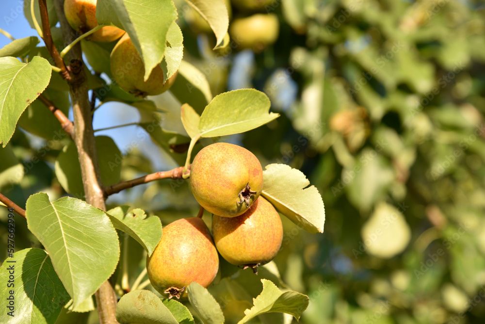 Ripe pear fruits on a tree in foliage in autumn in the garden. Juicy pear fruits in the summer garden. Ripe pear fruits on a tree in foliage in autumn in the garden. Juicy pear fruits in the summer garden.