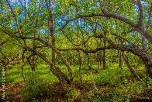 Rat Key Island Key West