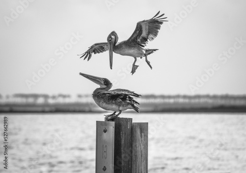 Pelicans Playing