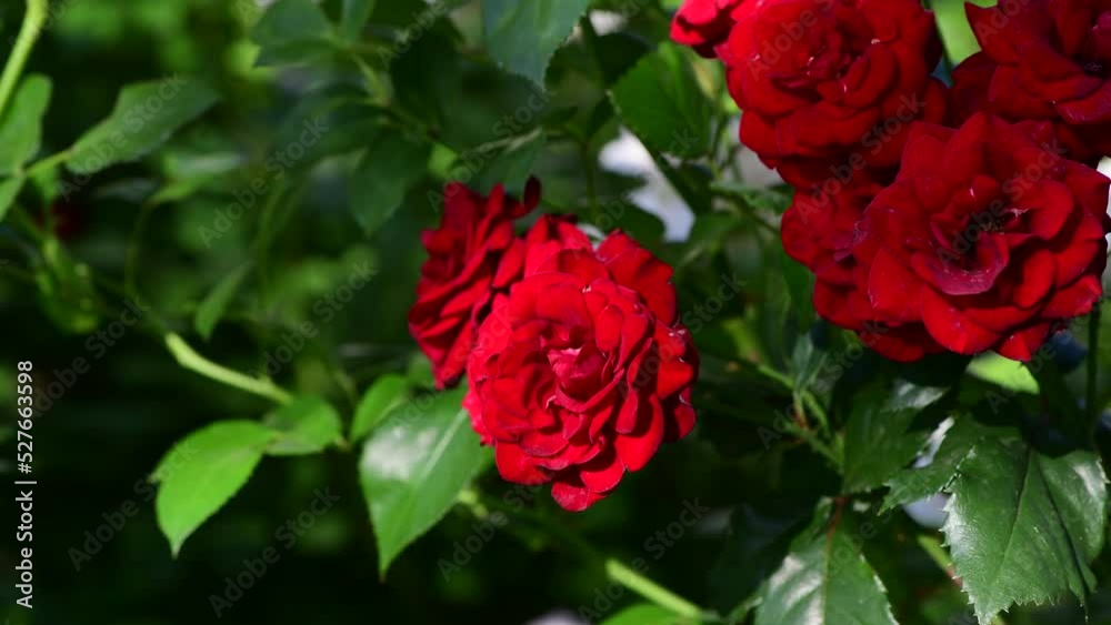 Nice red and white roses in botanical garden at summer day 4k video Nice red and white roses in botanical garden at summer day 4k video