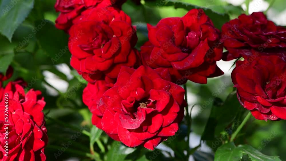 Nice red and white roses in botanical garden at summer day 4k video Nice red and white roses in botanical garden at summer day 4k video