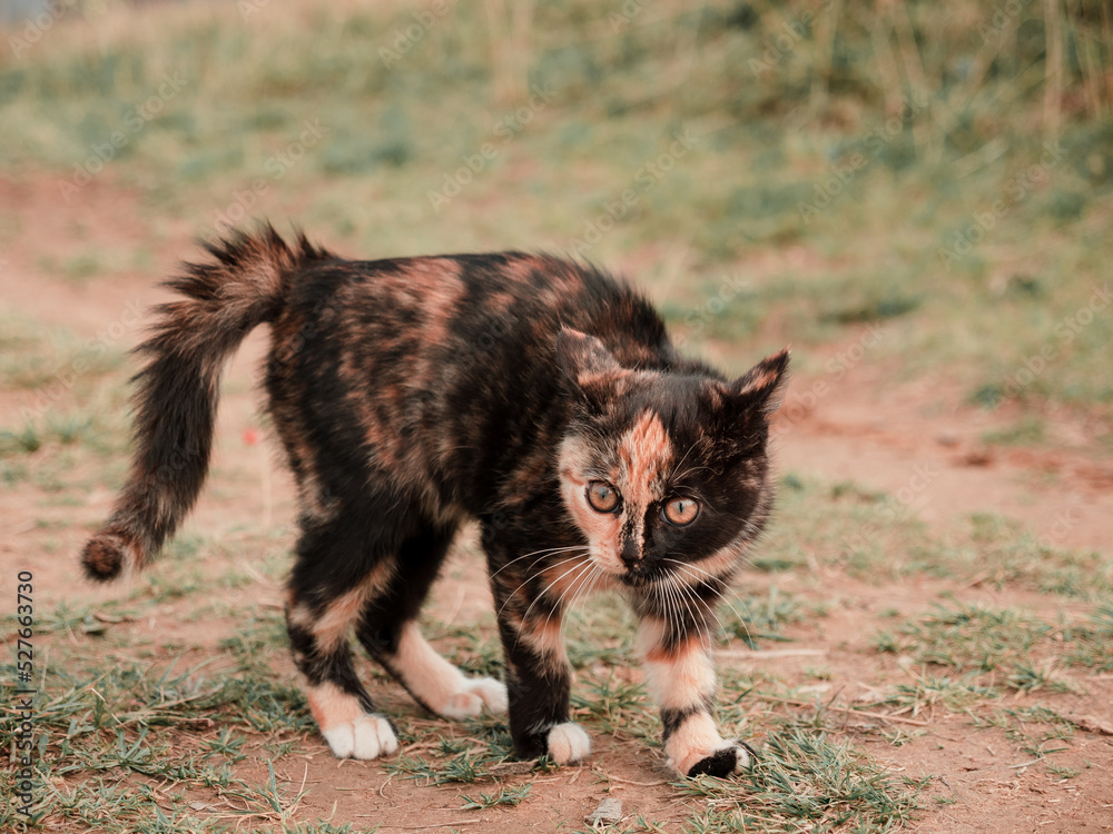 tricolor kitten plays and frolics in nature