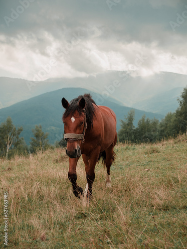 Brown horse walks on a field in a mountainous area in summer © metamanoir