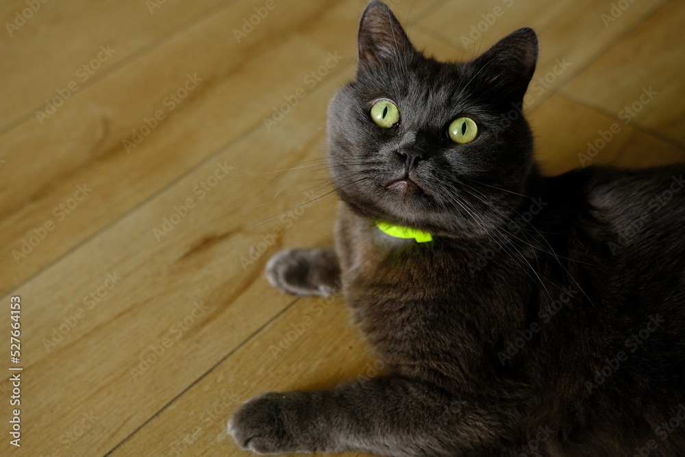 British cat lying on the floor at home. British shorthair breed portrait British cat lying on the floor at home. British shorthair breed portrait