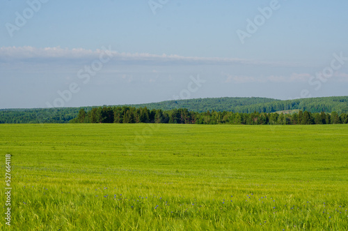 Landscape on the background of a green field of rye. Harvesting grain crops. View of a large expanse of green field with blue skies and clouds. Cultivation of grain crops. Agronomy. Summer season.