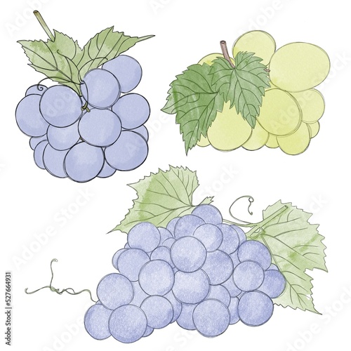 Branches of green and blue ripe grapes- watercolor freehand drawing. Bunch of...