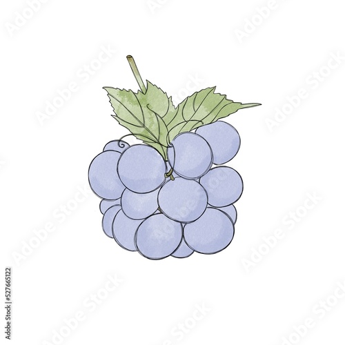 Ripe sweet blue grapes - watercolor freehand drawing. Bunch of sweet grapes