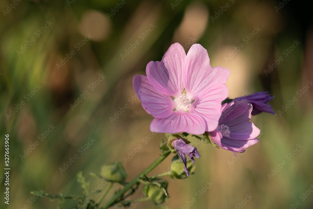 Greater musk-mallow on soft background (greater musk-mallow, cut-leaved mallow, vervain mallow or hollyhock mallow) Greater musk-mallow on soft background (greater musk-mallow, cut-leaved mallow, vervain mallow or hollyhock mallow)
