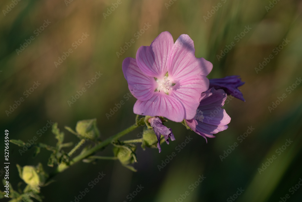 Greater musk-mallow on soft background (greater musk-mallow, cut-leaved mallow, vervain mallow or hollyhock mallow)