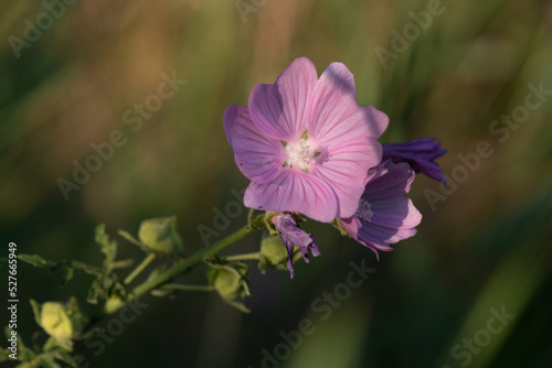 Greater musk-mallow on soft background (greater musk-mallow, cut-leaved mallow, vervain mallow or hollyhock mallow)
