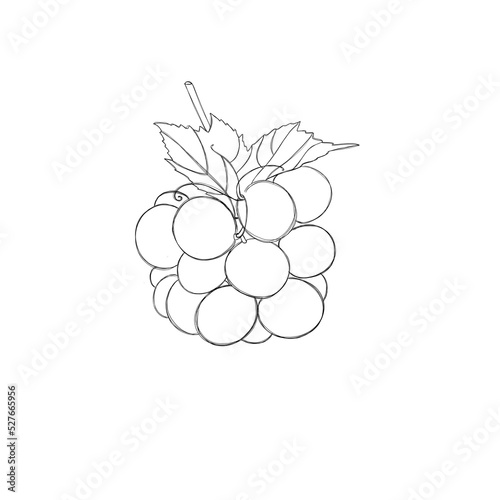 a bunch of grapes - a template for a children's coloring book, a children's t...