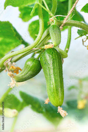 Young fresh cucumbers growing on the garden. The cultivation of cucumbers in greenhouses. Shallow depth of field